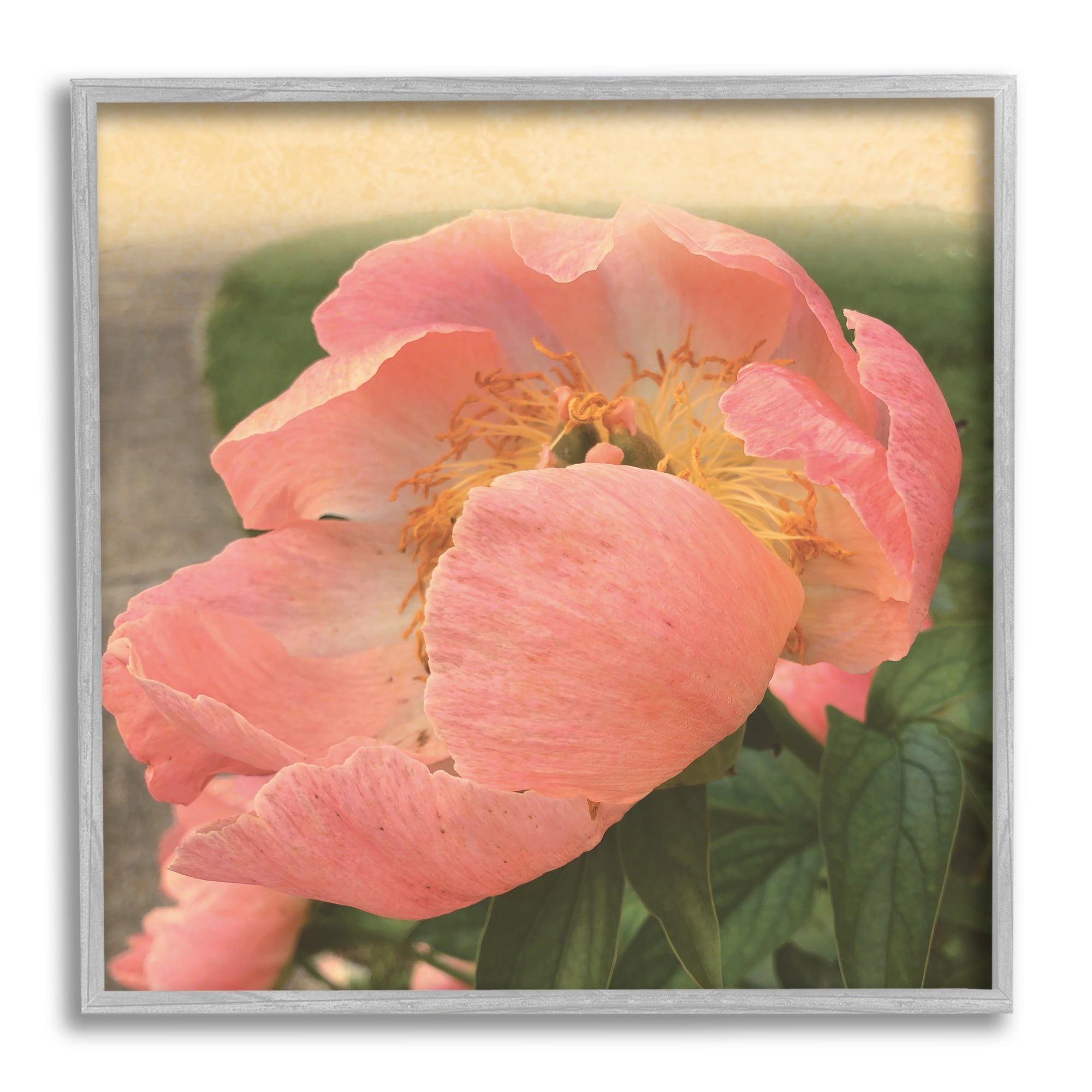 Stupell Indtries Dreamy Pink Peony Floral Bloom Sun Bleached Flower,24 x 24,Design by Tammy Apple