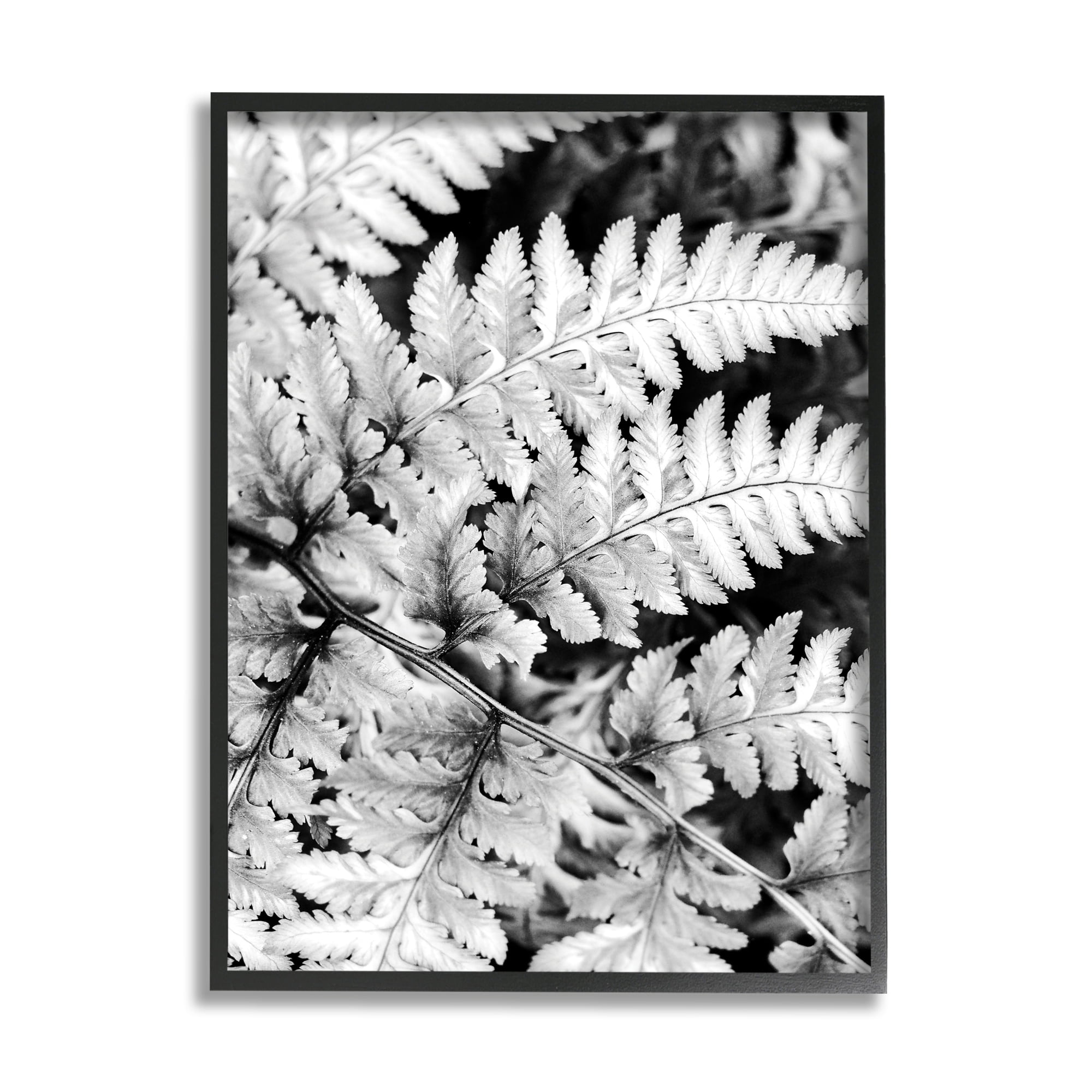 Stupell Indtries Forest Fern Fronds High Contrast Black White Photography,11 x 14,Design by Gail Peck