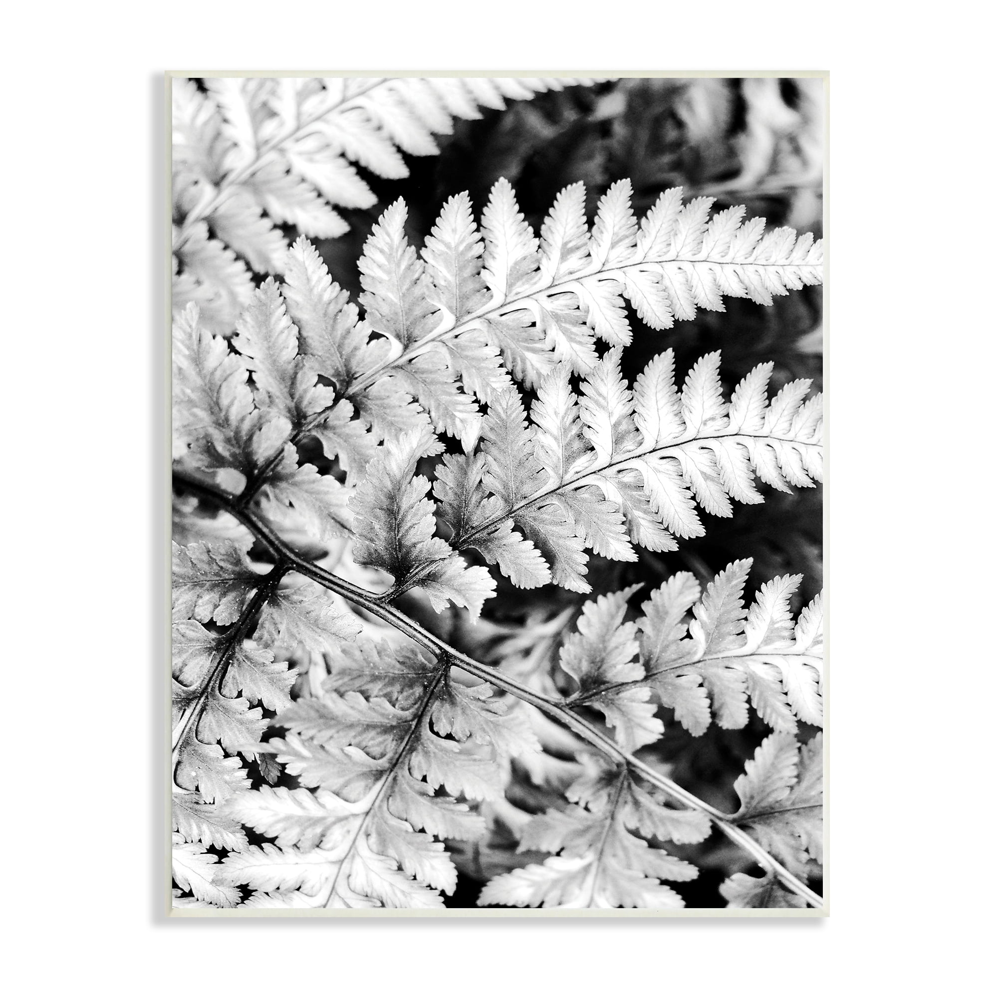 Stupell Indtries Forest Fern Fronds High Contrast Black White Photography,13 x 19,Design by Gail Peck