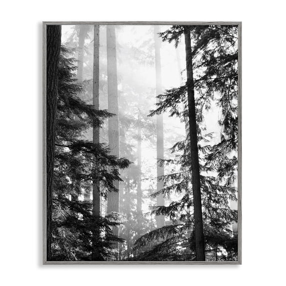 Forest Light Shining Through Tall Trees Landscape Photography Gray Framed Giclee Art, 11 x 14