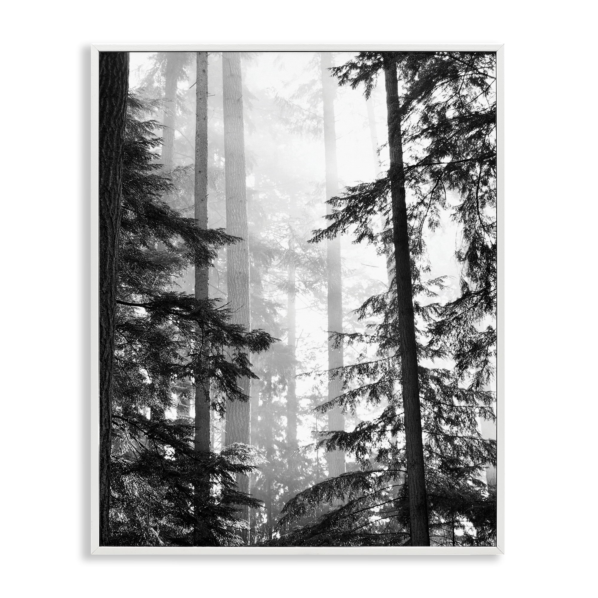 Forest Light Shining Through Tall Trees Landscape Photography White Framed Giclee Art, 11 x 14