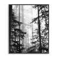 thumbnail image 1 of Forest Light Shining Through Tall Trees Landscape Photography Black Framed Giclee Art, 11 x 14, 1 of 7