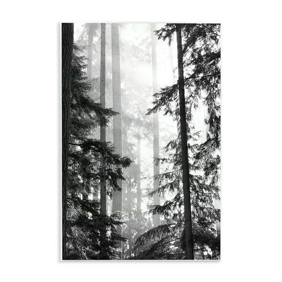 Forest Light Shining Through Tall Trees Landscape Photography Wall Plaque Art, 13 x 19, Made In USA