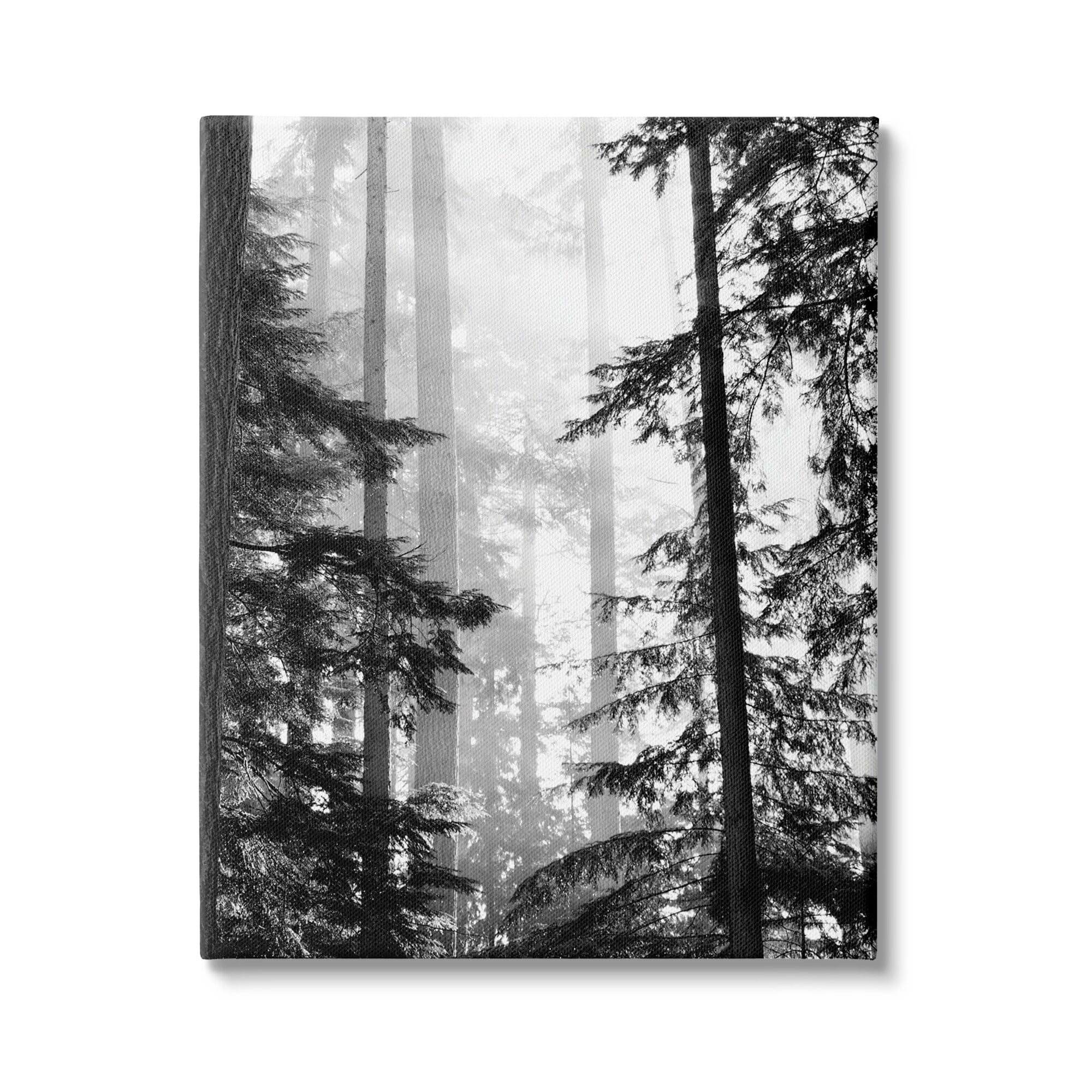 Forest Light Shining Through Tall Trees Landscape Photography Canvas Art, 16 x 20