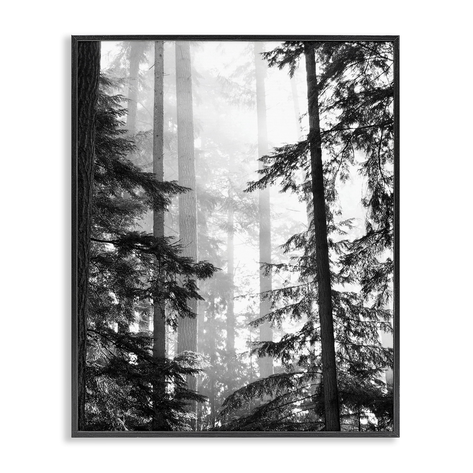 Forest Light Shining Through Tall Trees Landscape Photography Black Framed Giclee Art, 16 x 20