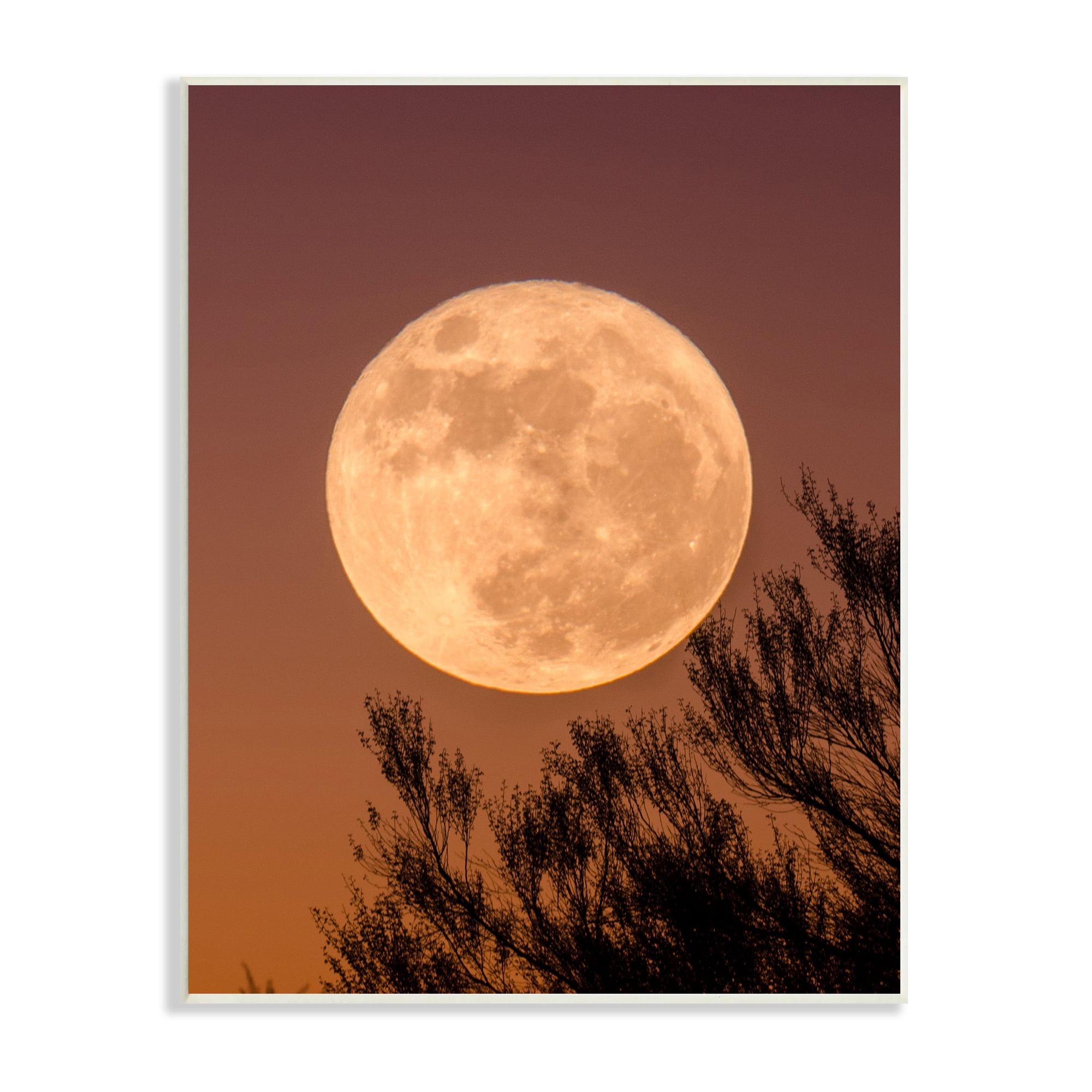 Stupell Indtries Full Moon Photography Tree Branch Silhouette Autumn Sky,13 x 19,Design by Birch&Ink