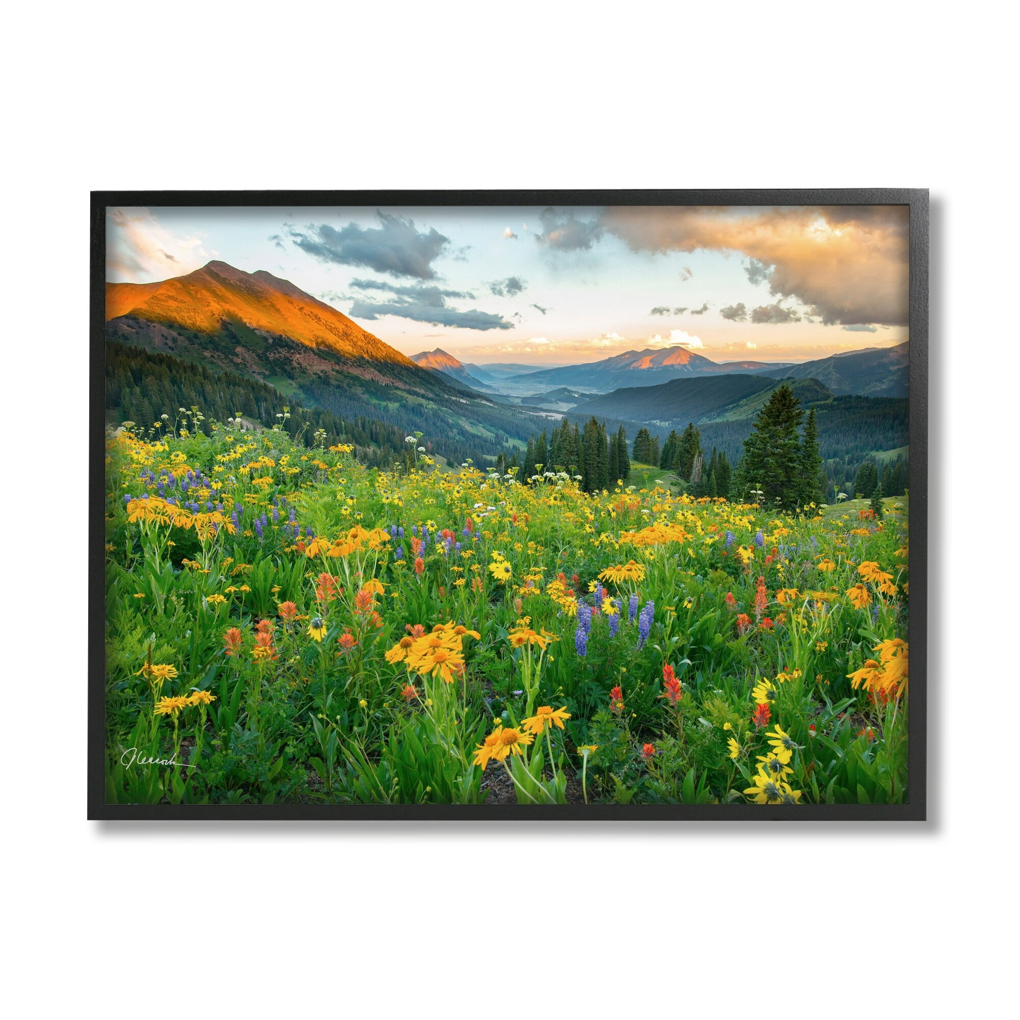 Stupell Indtries Open Wildflower Fields Cloudy Sunrise Mountain Landscape,14 x 11,Design by J.C. Leacock