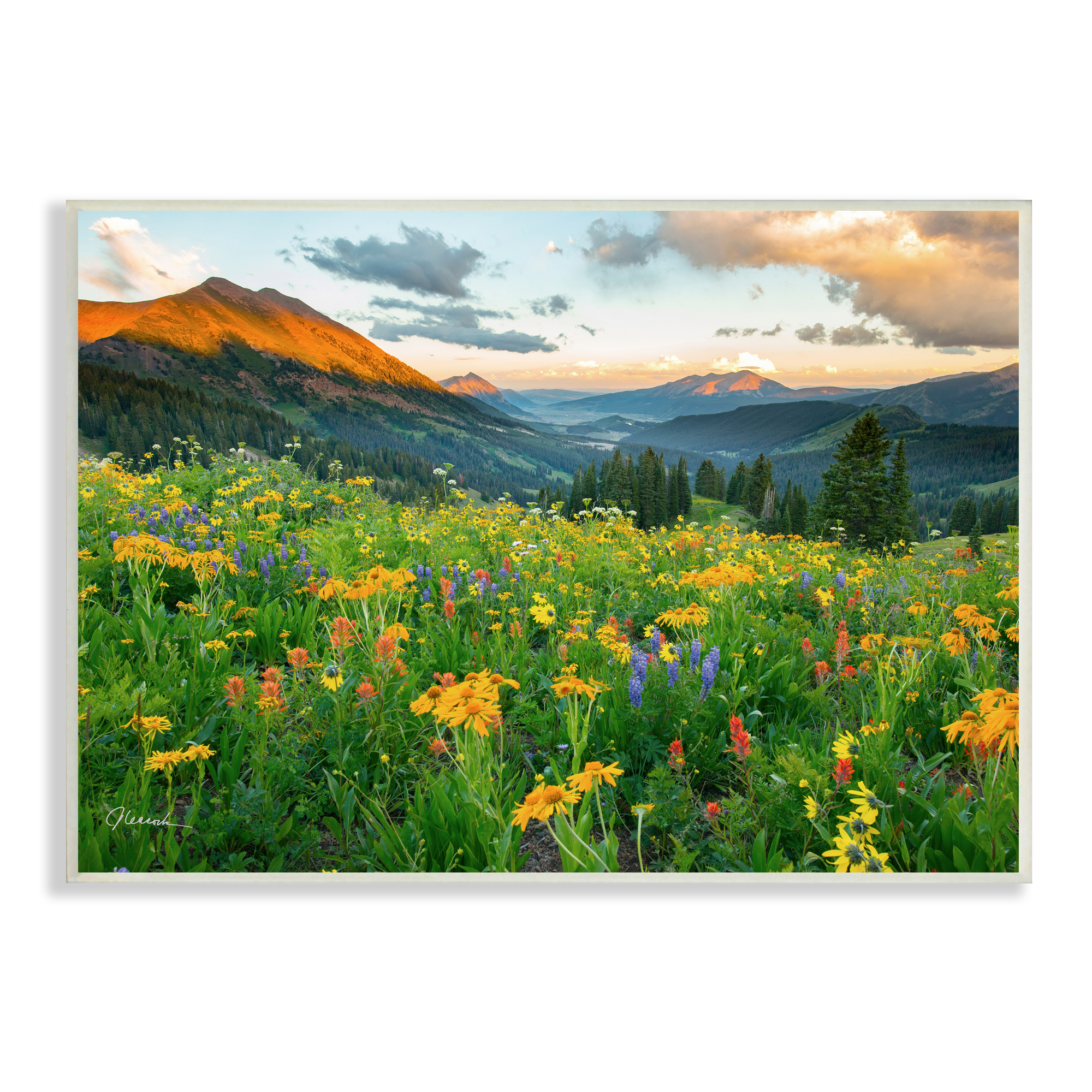 Stupell Indtries Open Wildflower Fields Cloudy Sunrise Mountain Landscape,15 x 10,Design by J.C. Leacock