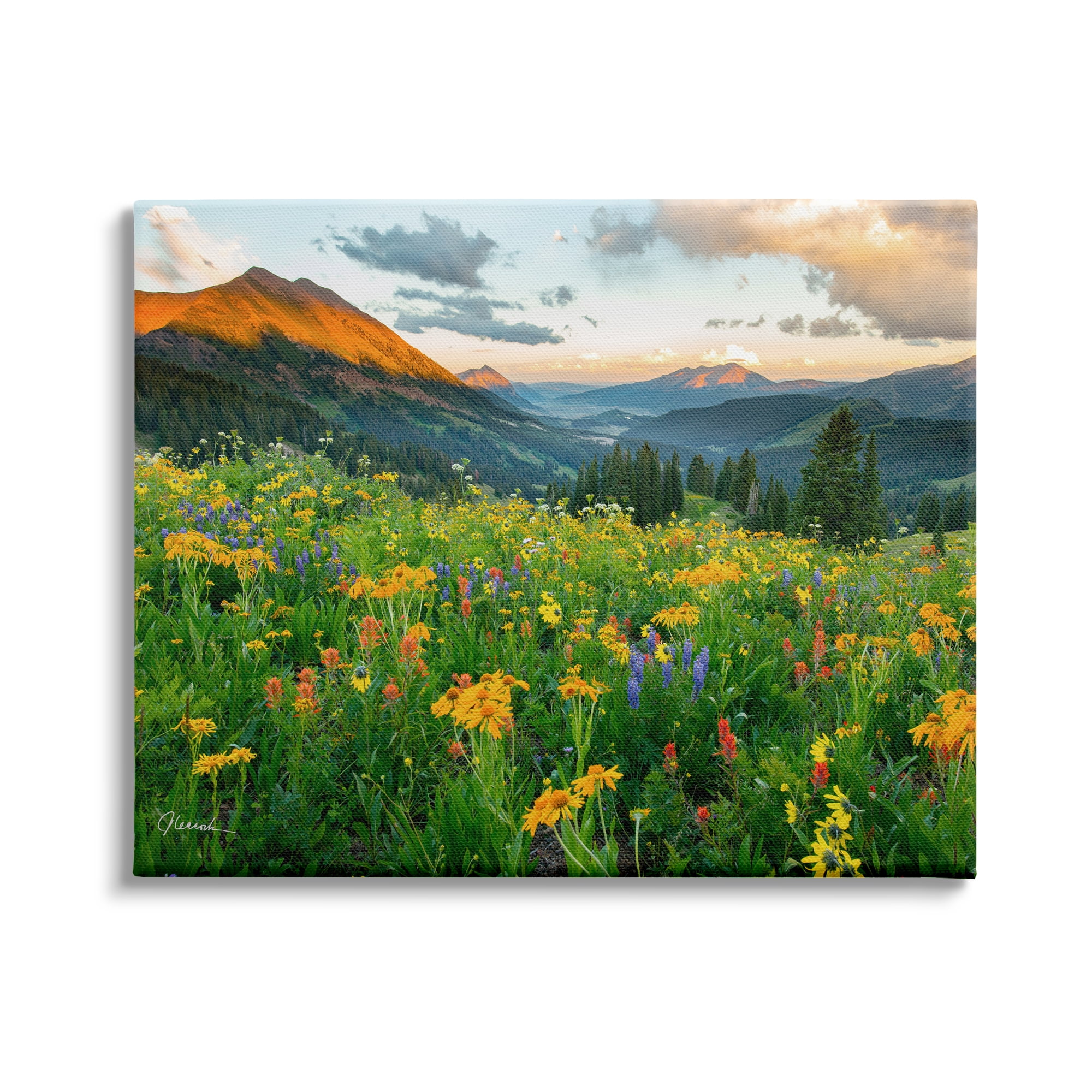 Stupell Indtries Open Wildflower Fields Cloudy Sunrise Mountain Landscape,20 x 16,Design by J.C. Leacock