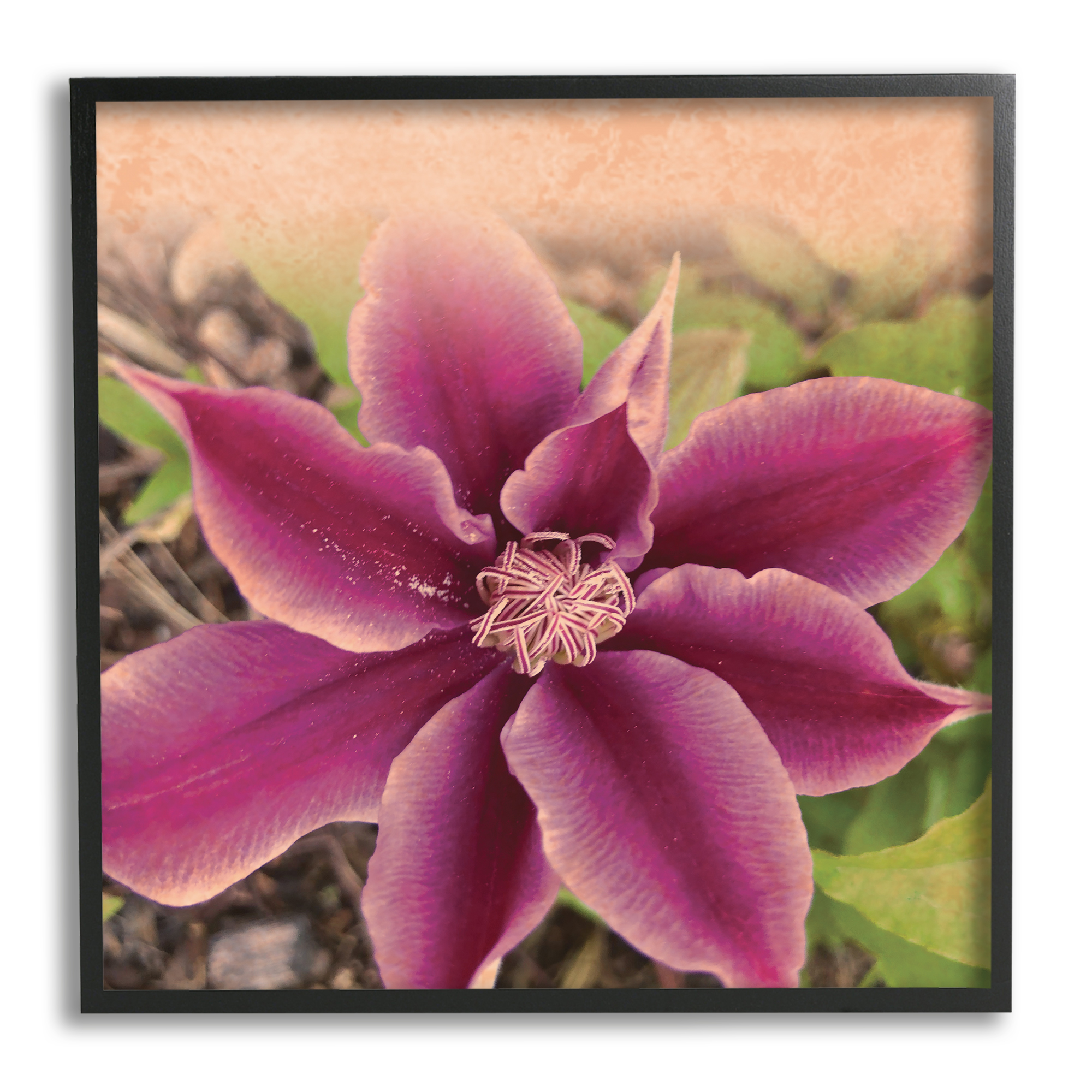 Stupell Indtries Pink Clematis Flower Petals Blooming Sun Bleached Tones,12 x 12,Design by Tammy Apple