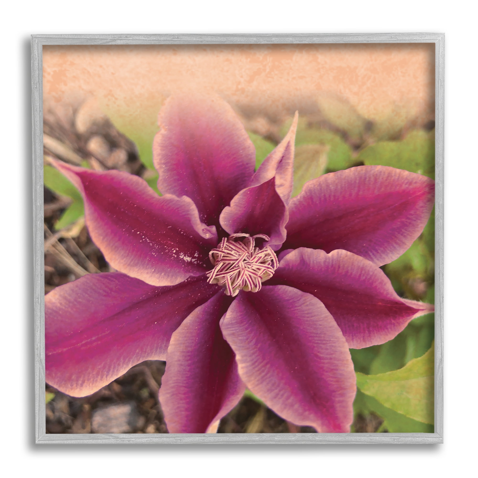 Stupell Indtries Pink Clematis Flower Petals Blooming Sun Bleached Tones,12 x 12,Design by Tammy Apple