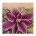 thumbnail image 1 of Stupell Industries French Country Pink Clematis Flower Petals Blooming Sun Bleached Tones Canvas Art, 24 x 24, by Tammy Apple, 1 of 7