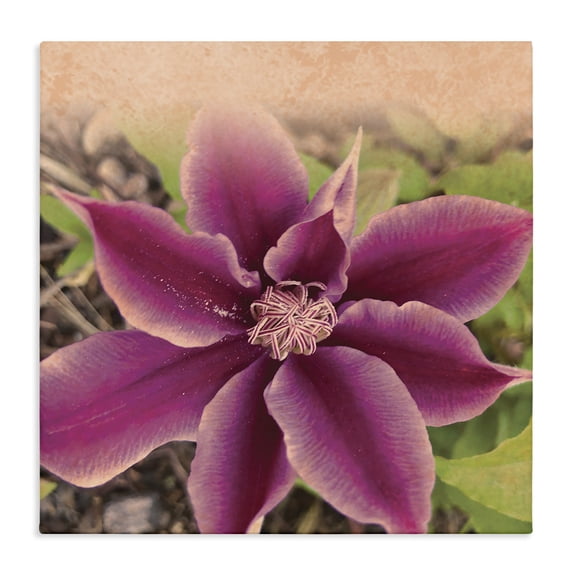 Stupell Industries French Country Pink Clematis Flower Petals Blooming Sun Bleached Tones Canvas Art, 24 x 24, by Tammy Apple