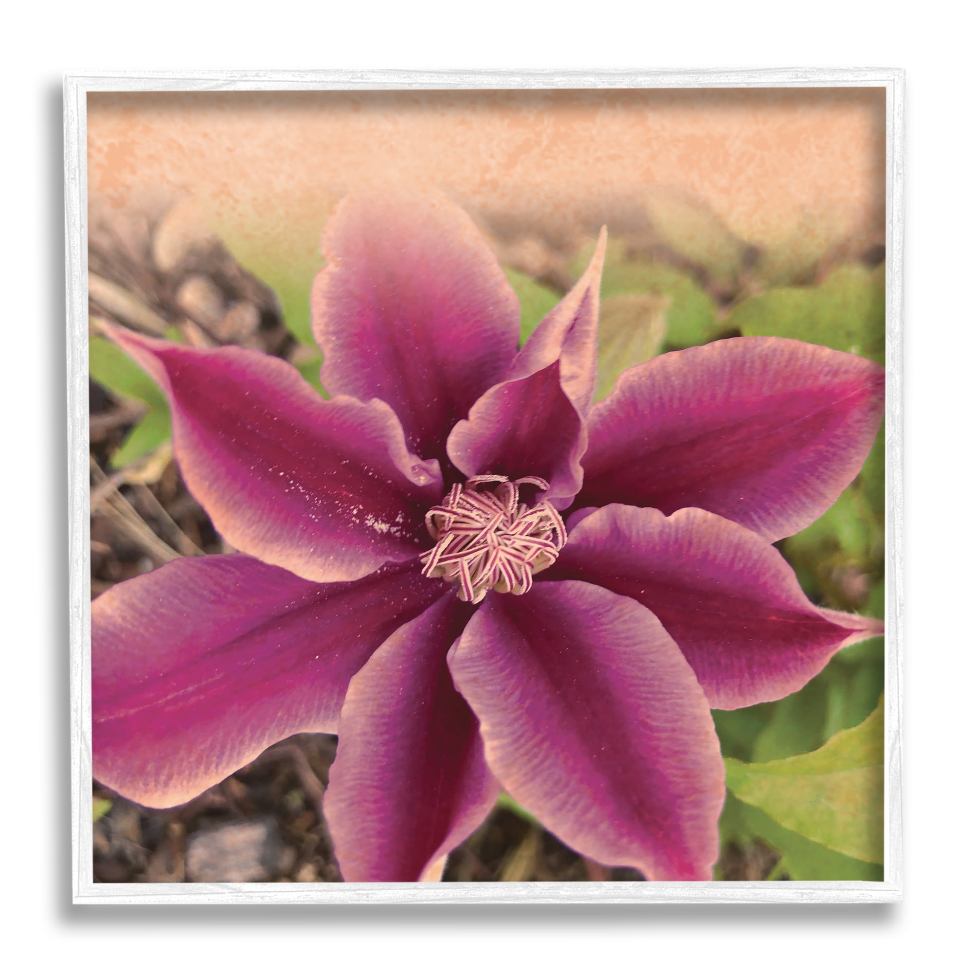 Stupell Indtries Pink Clematis Flower Petals Blooming Sun Bleached Tones,24 x 24,Design by Tammy Apple
