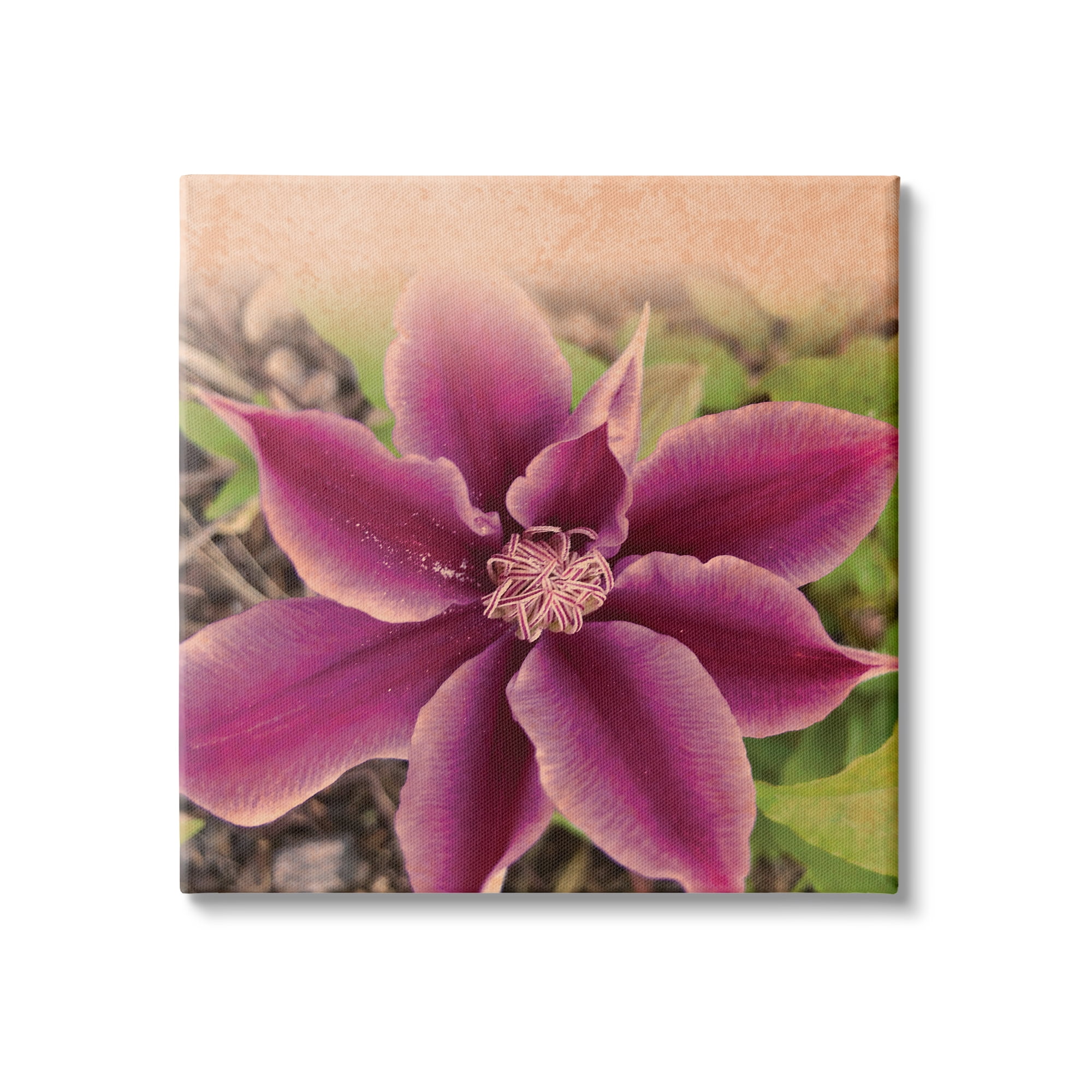 Stupell Indtries Pink Clematis Flower Petals Blooming Sun Bleached Tones,36 x 36,Design by Tammy Apple