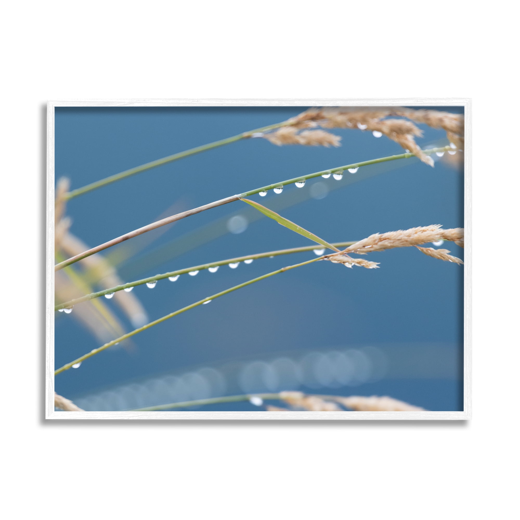 Stupell Indtries Rain Drops Off Tall Grass Nature Photography,14 x 11,Design by Nancy Crowell