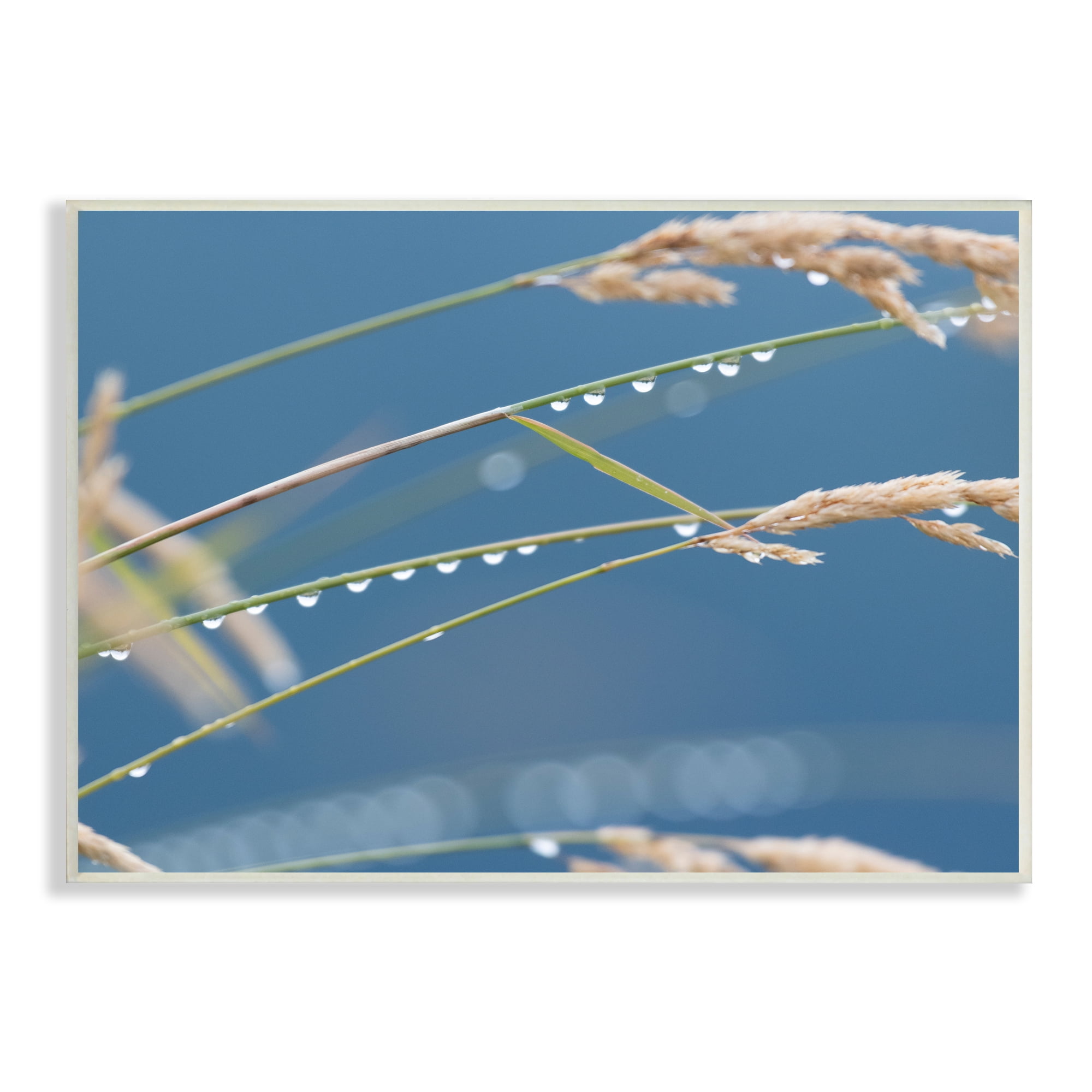 Stupell Indtries Rain Drops Off Tall Grass Nature Photography,19 x 13,Design by Nancy Crowell