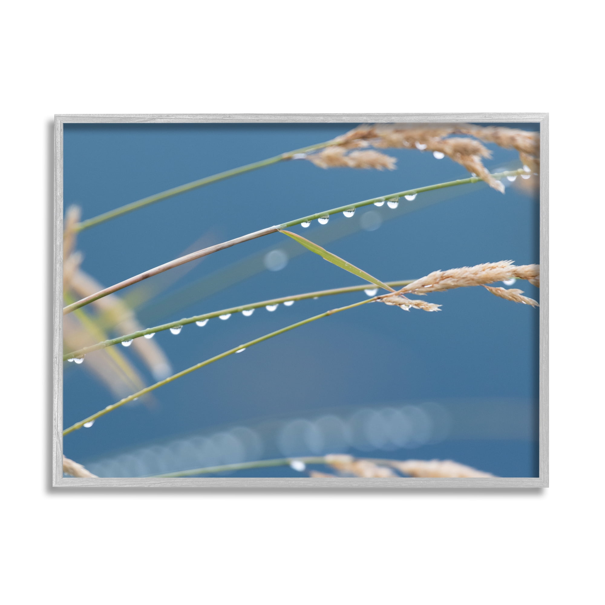 Stupell Indtries Rain Drops Off Tall Grass Nature Photography,20 x 16,Design by Nancy Crowell