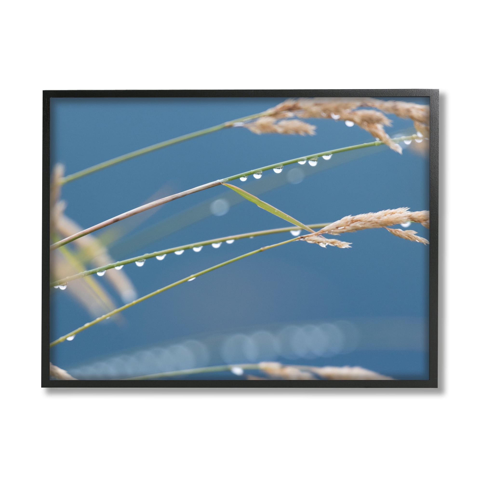 Stupell Indtries Rain Drops Off Tall Grass Nature Photography,20 x 16,Design by Nancy Crowell