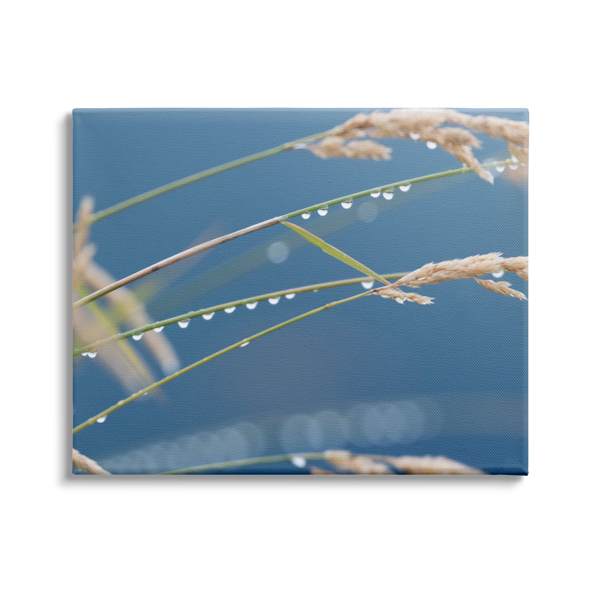 Stupell Indtries Rain Drops Off Tall Grass Nature Photography,40 x 30,Design by Nancy Crowell
