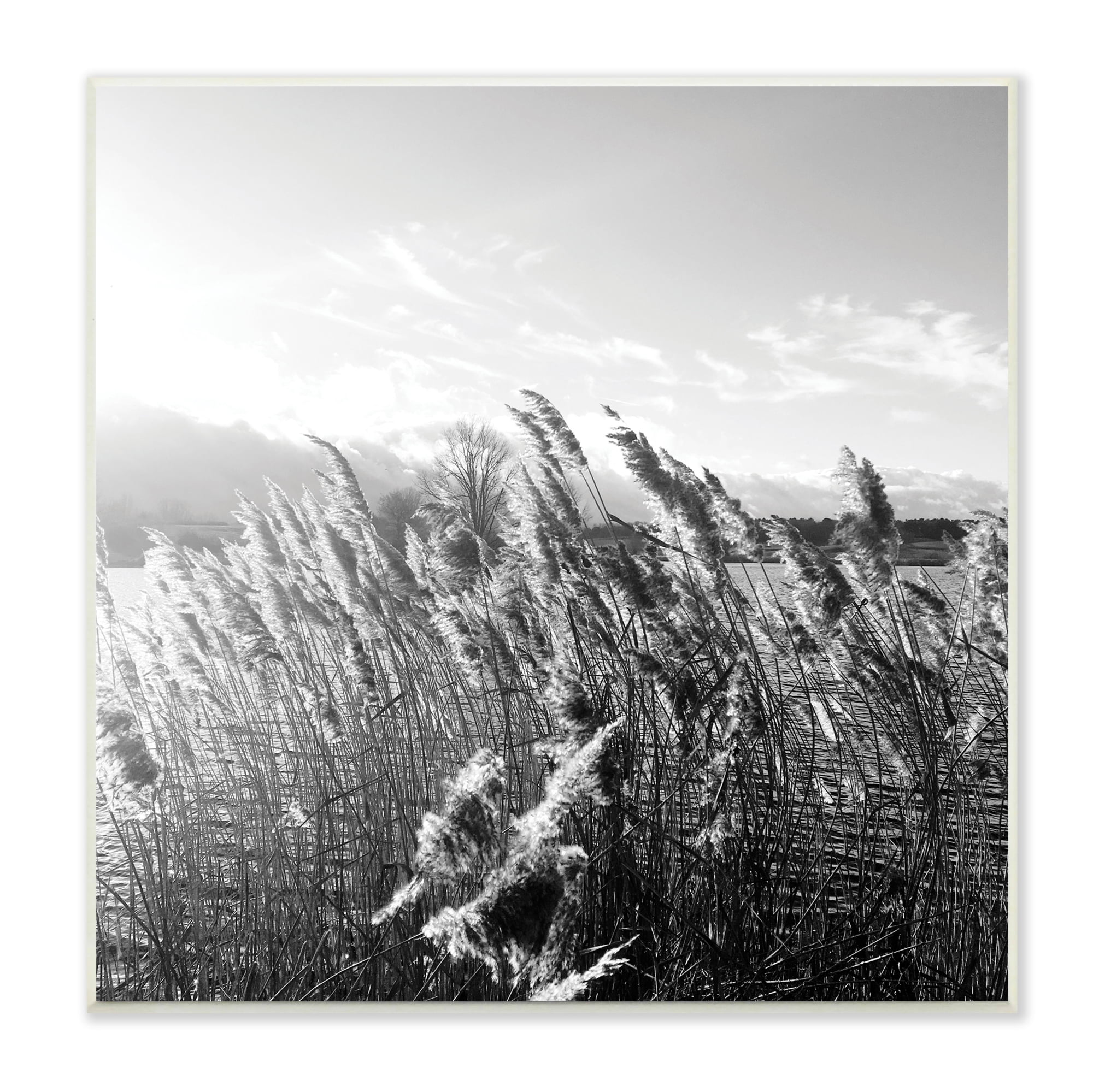 Stupell Indtries Tall Grass Lake Water Landscape Black White Photography,12 x 12,Design by Sarah Jane