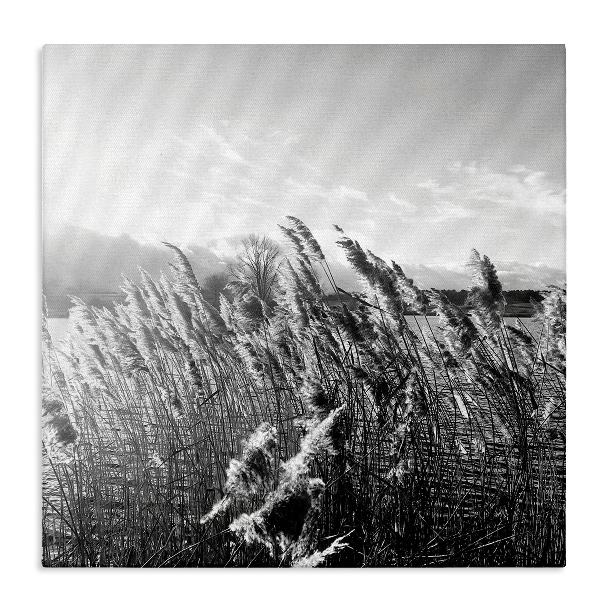 Stupell Indtries Tall Grass Lake Water Landscape Black White Photography,17 x 17,Design by Sarah Jane