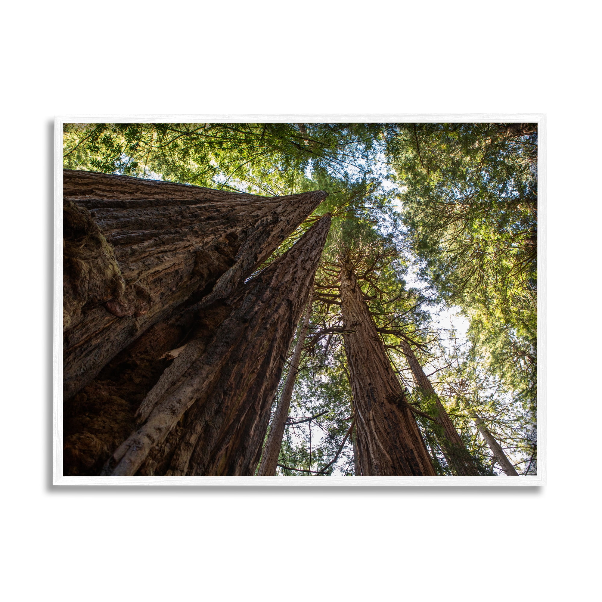 Stupell Indtries Tall Trees Looking Upwards Nature Forest Photography,14 x 11,Design by Aaron Matheson