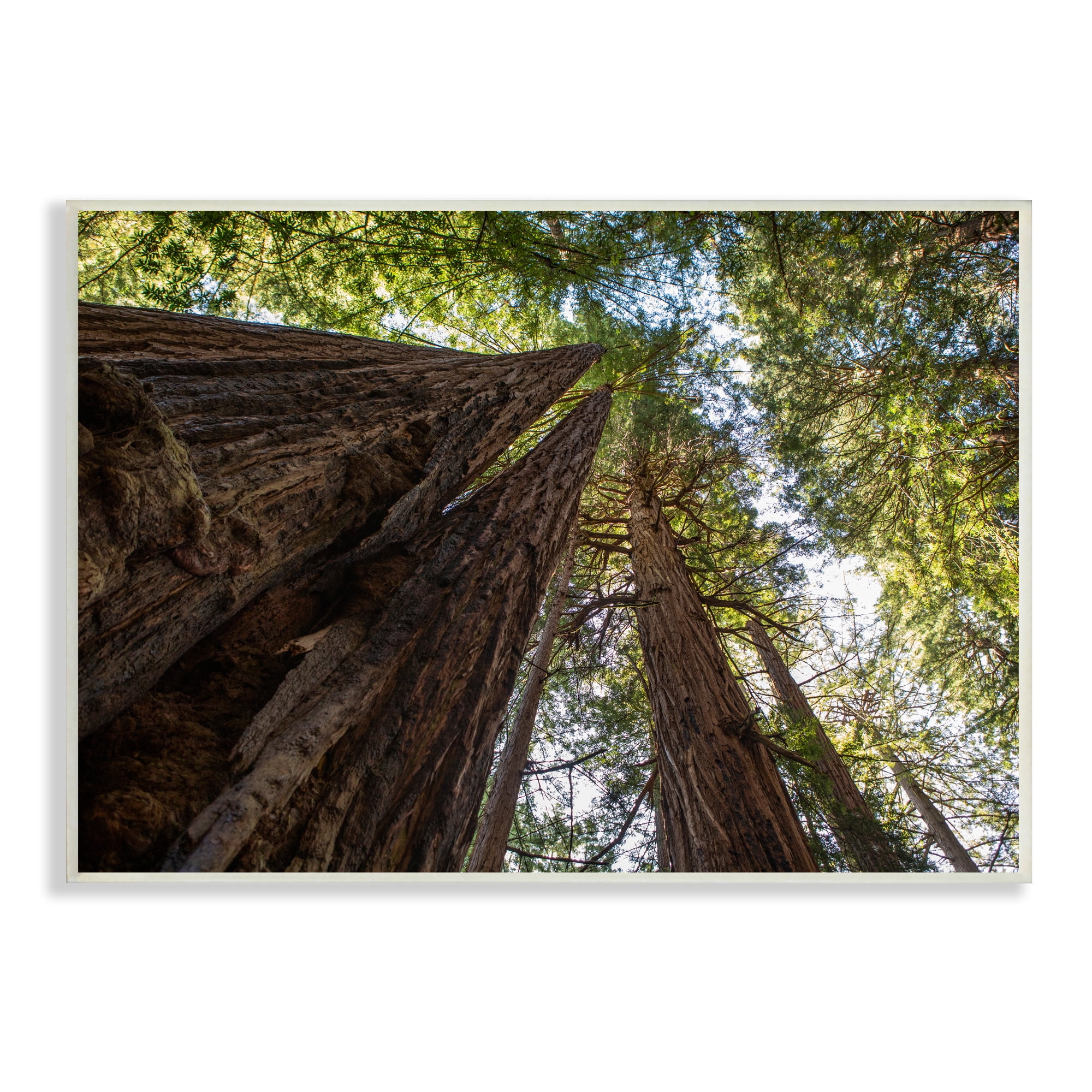 Stupell Indtries Tall Trees Looking Upwards Nature Forest Photography,15 x 10,Design by Aaron Matheson