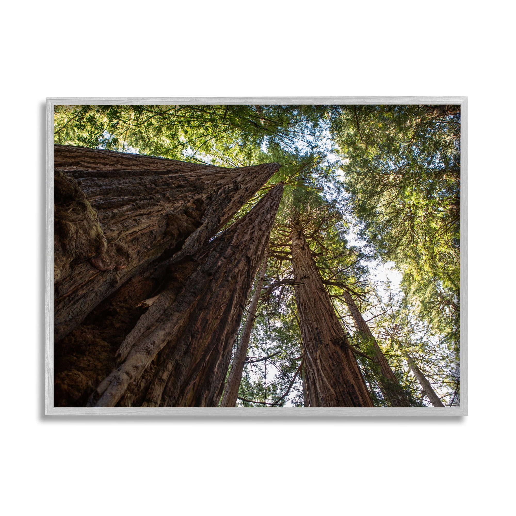 Stupell Indtries Tall Trees Looking Upwards Nature Forest Photography,20 x 16,Design by Aaron Matheson