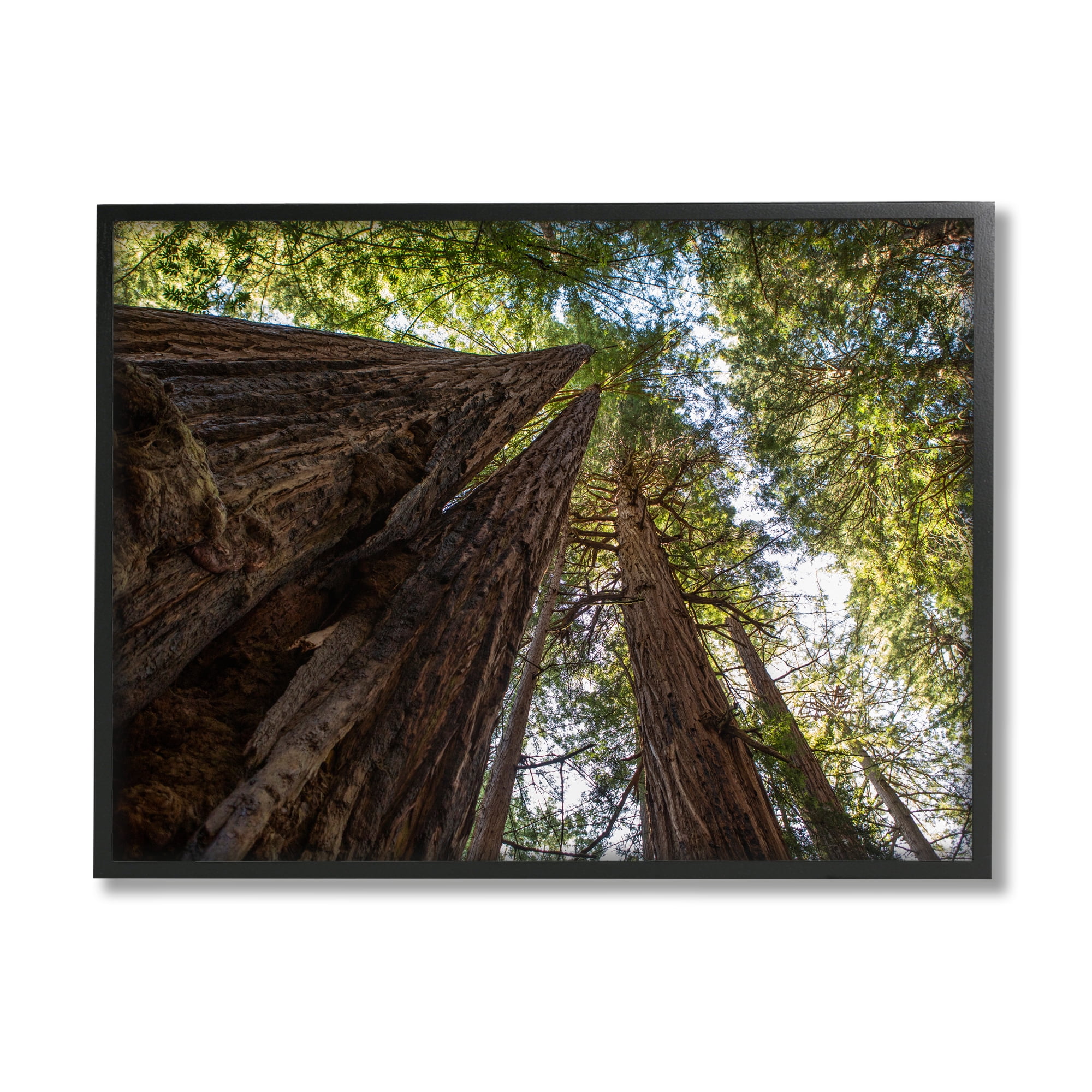 Stupell Indtries Tall Trees Looking Upwards Nature Forest Photography,30 x 24,Design by Aaron Matheson