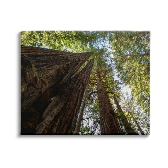 Stupell Indtries Tall Trees Looking Upwards Nature Forest Photography,30 x 24,Design by Aaron Matheson