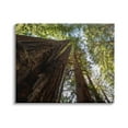 thumbnail image 1 of Stupell Indtries Tall Trees Looking Upwards Nature Forest Photography,40 x 30,Design by Aaron Matheson, 1 of 6