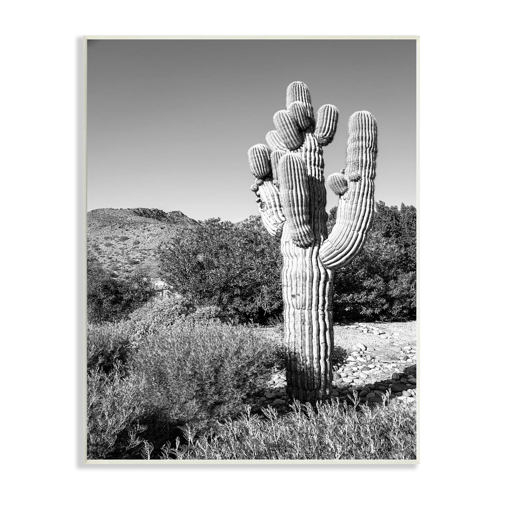 Stupell Indtries Thick Desert Cact Black White Photography Canyon Landscape,10 x 15,Design by Bill Carson Photography