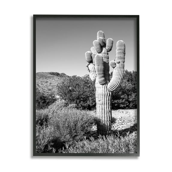 Stupell Indtries Thick Desert Cact Black White Photography Canyon Landscape,11 x 14,Design by Bill Carson Photography