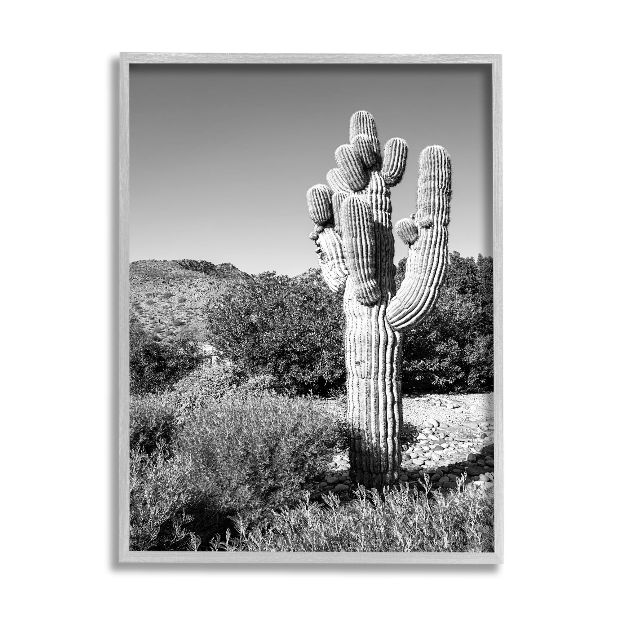 Stupell Indtries Thick Desert Cact Black White Photography Canyon Landscape,11 x 14,Design by Bill Carson Photography