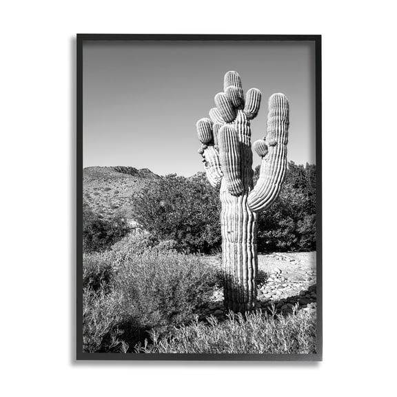 Stupell Indtries Thick Desert Cact Black White Photography Canyon Landscape,16 x 20,Design by Bill Carson Photography