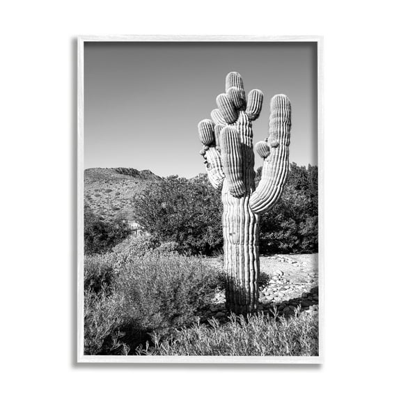 Stupell Indtries Thick Desert Cact Black White Photography Canyon Landscape,16 x 20,Design by Bill Carson Photography