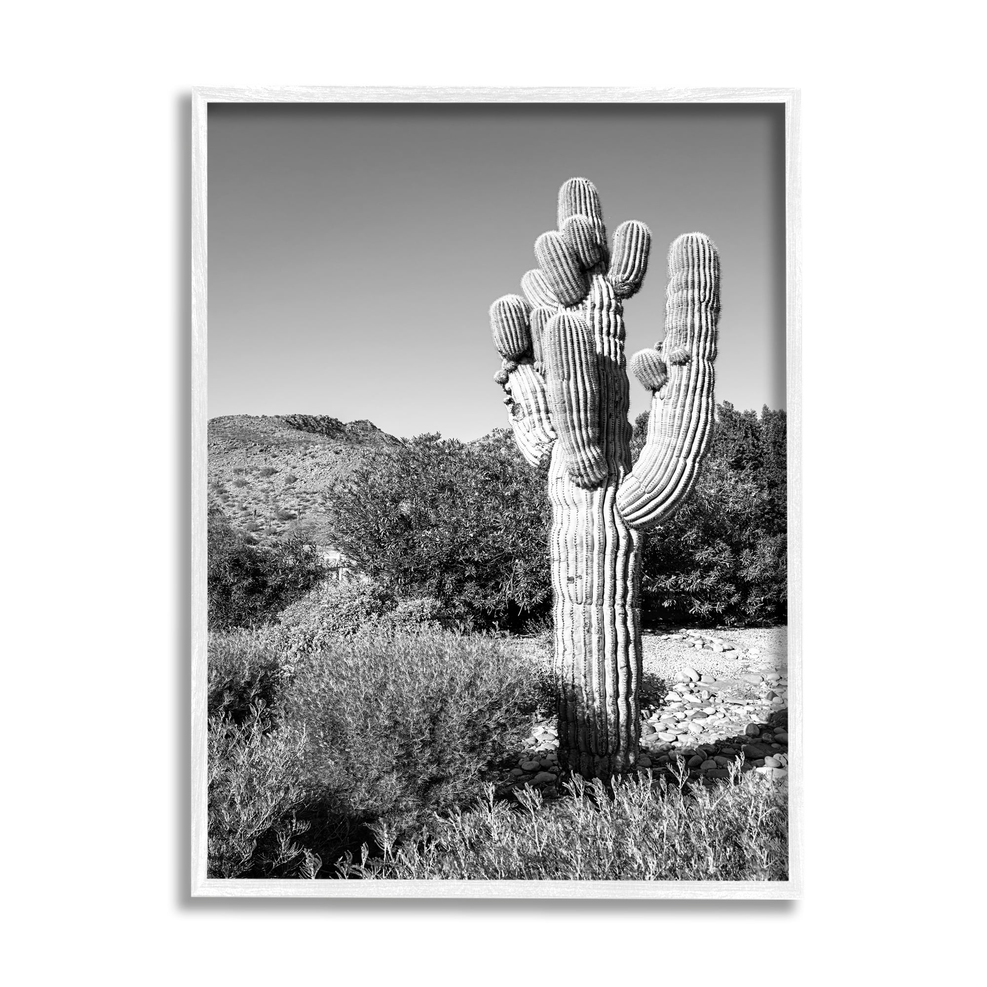 Stupell Indtries Thick Desert Cact Black White Photography Canyon Landscape,24 x 30,Design by Bill Carson Photography