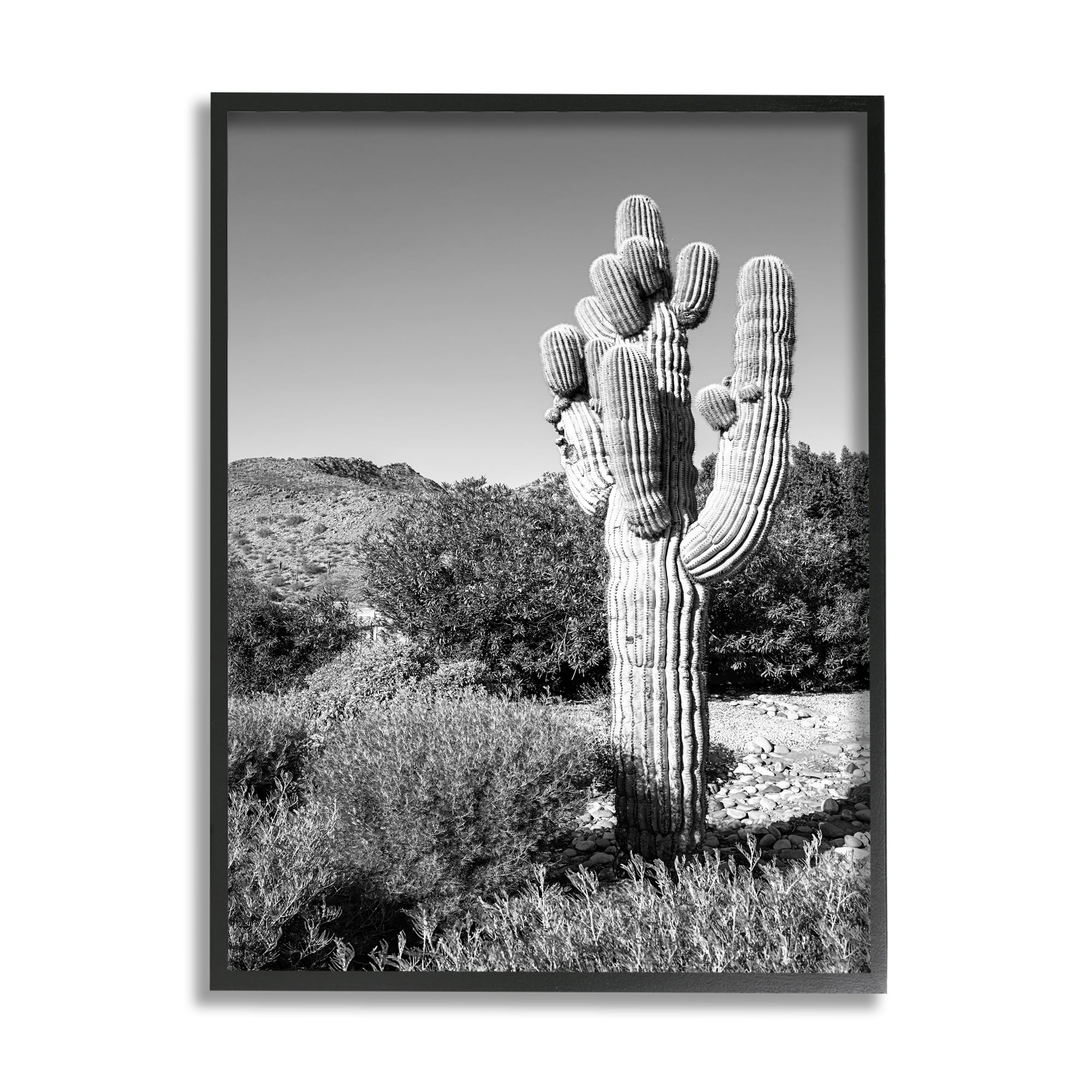 Stupell Indtries Thick Desert Cact Black White Photography Canyon Landscape,24 x 30,Design by Bill Carson Photography
