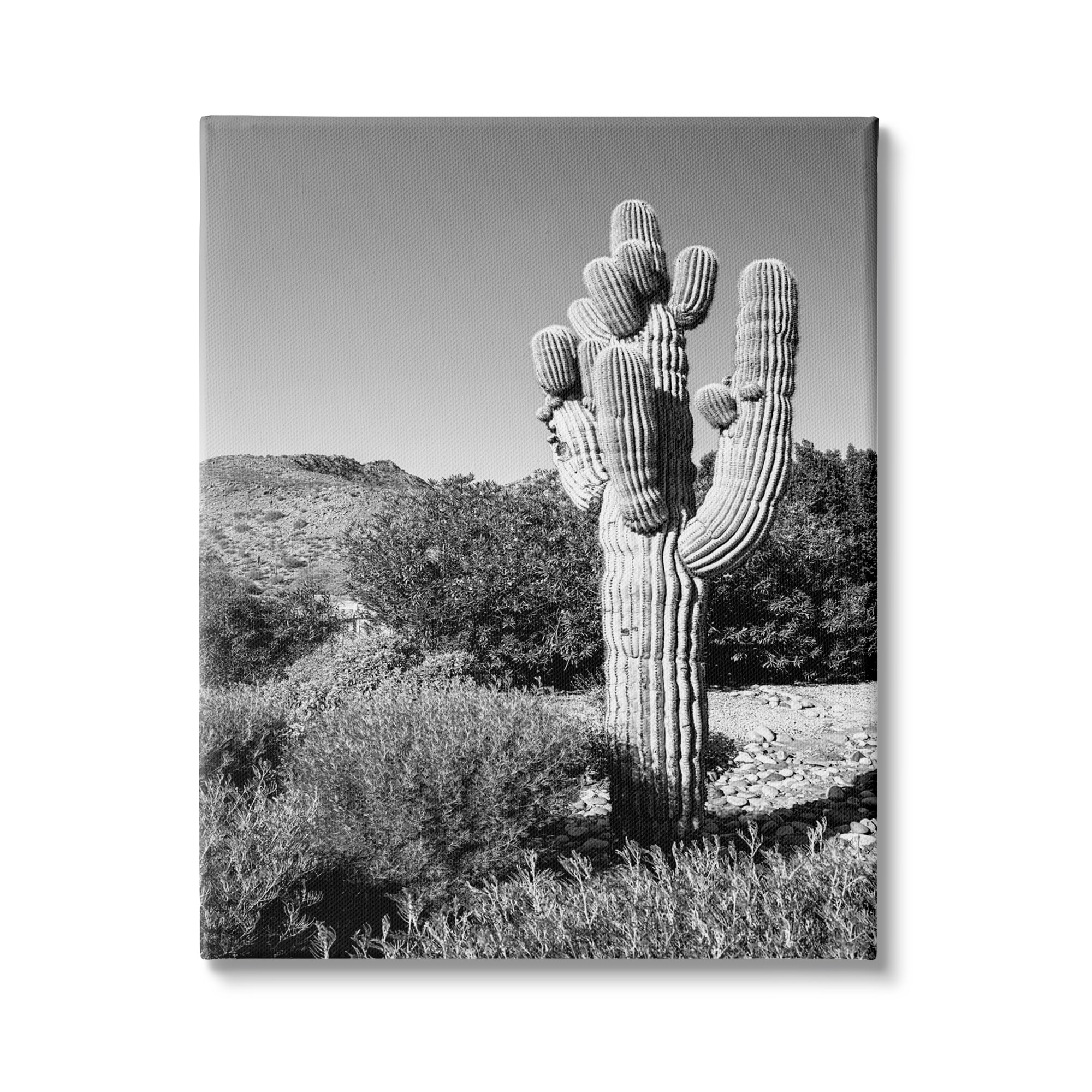 Stupell Indtries Thick Desert Cact Black White Photography Canyon Landscape,36 x 48,Design by Bill Carson Photography