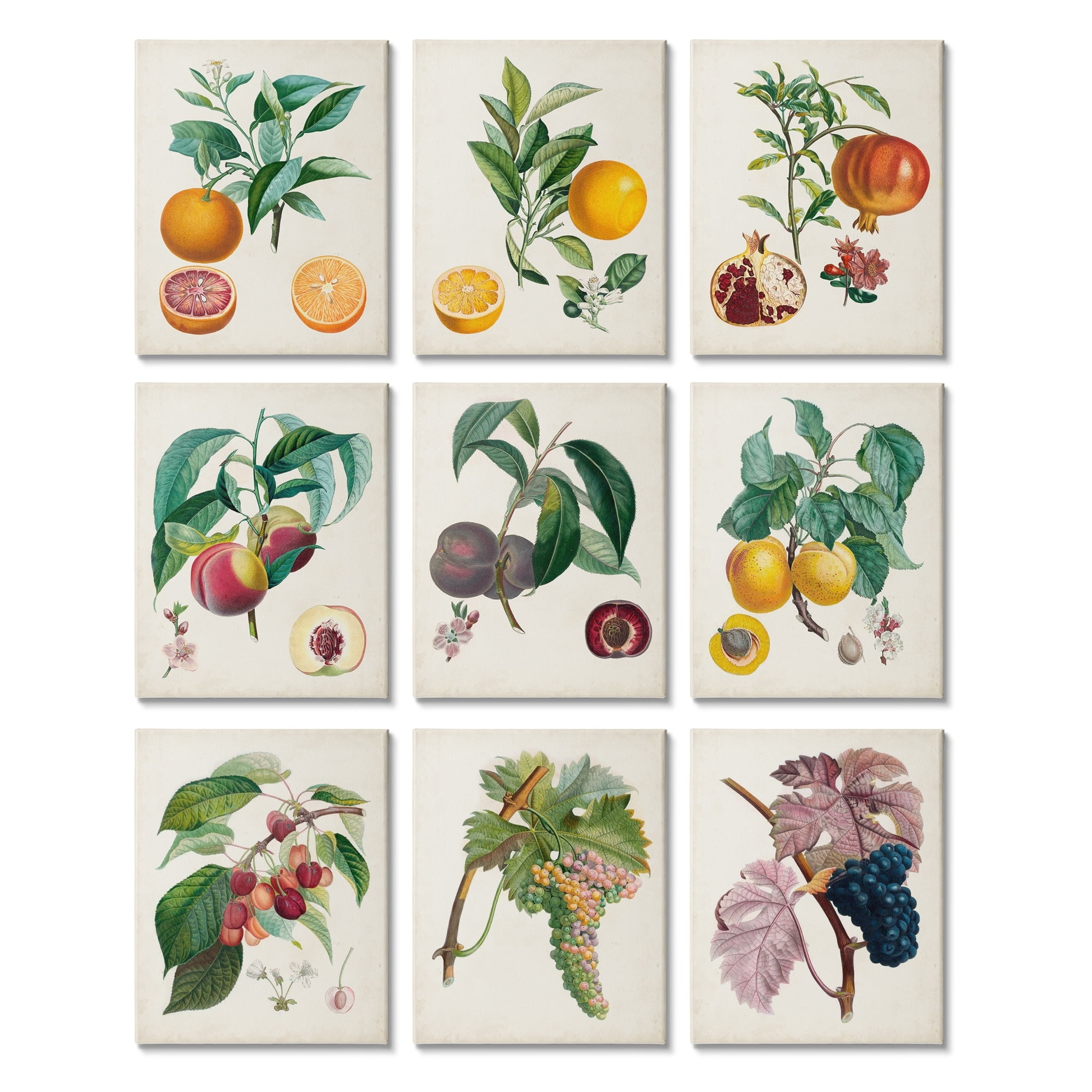 Stupell Indtries Tree and Vine Fruits Vintage Study Traditional Kitchen,11 x 14,Design by Pierre Antoine Poiteau