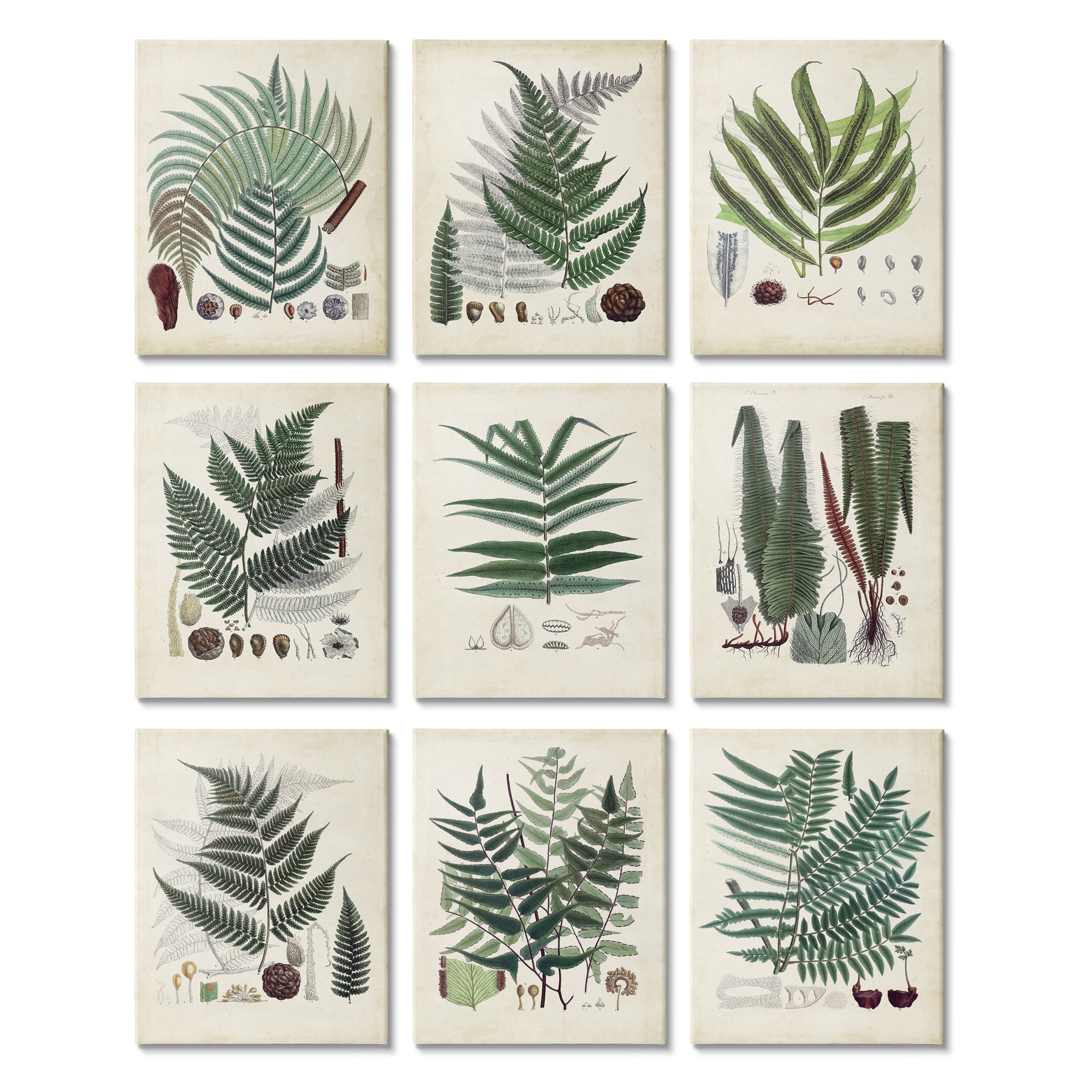 Stupell Indtries Vintage Fern Anatomy Study Forest Floor Plant Fronds,11 x 14,Design by World Art Group