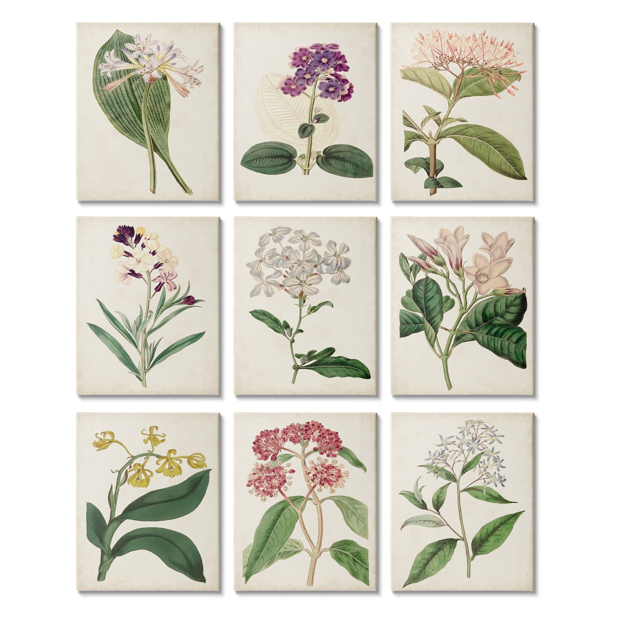 Stupell Indtries Warm Spring Floral Botanicals Over Beige Vintage Study,11 x 14,Design by Ridgeway