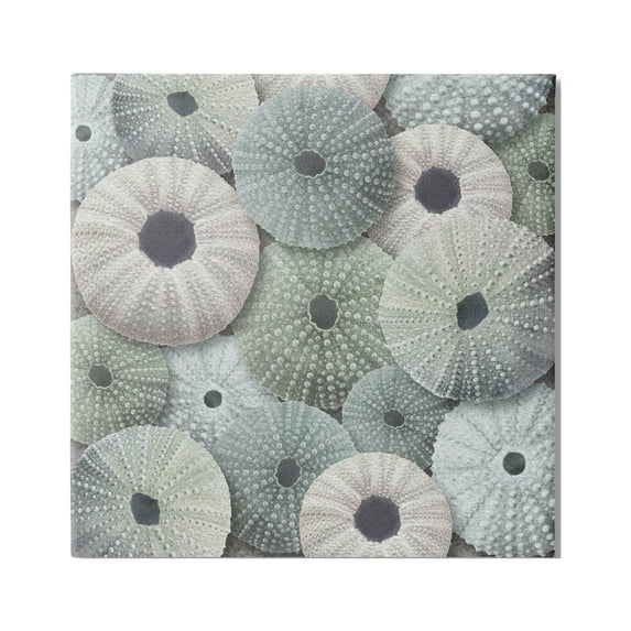 Stupell Industries Abstract Sea Urchins Nature Painting Gallery Wrapped Canvas Print Wall Art, 36 x 36