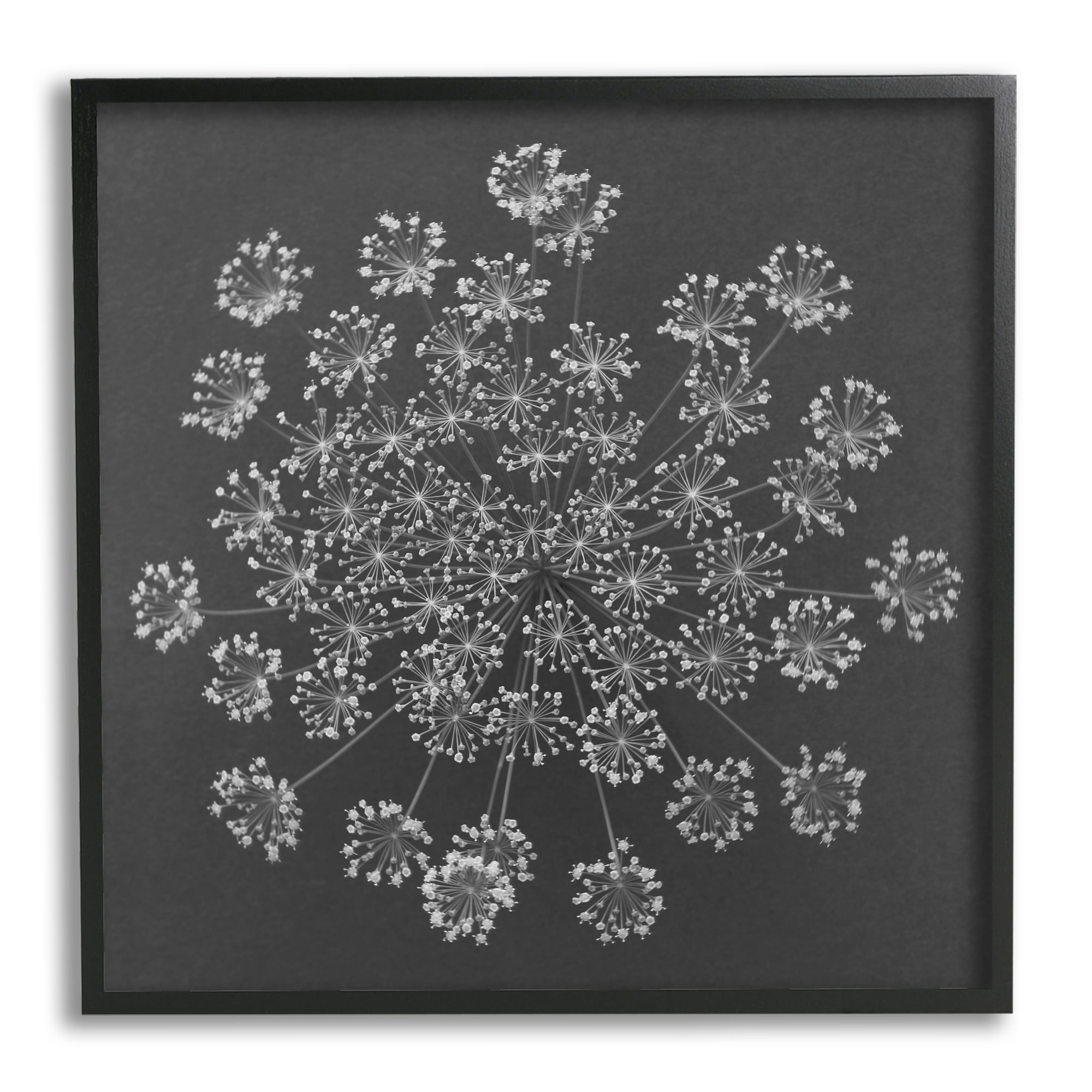 Stupell Industries Abstract Single Dandelion Flower Puff Above View Design Framed Wall Art, 12 x 12, Design by Barry Rosenthal