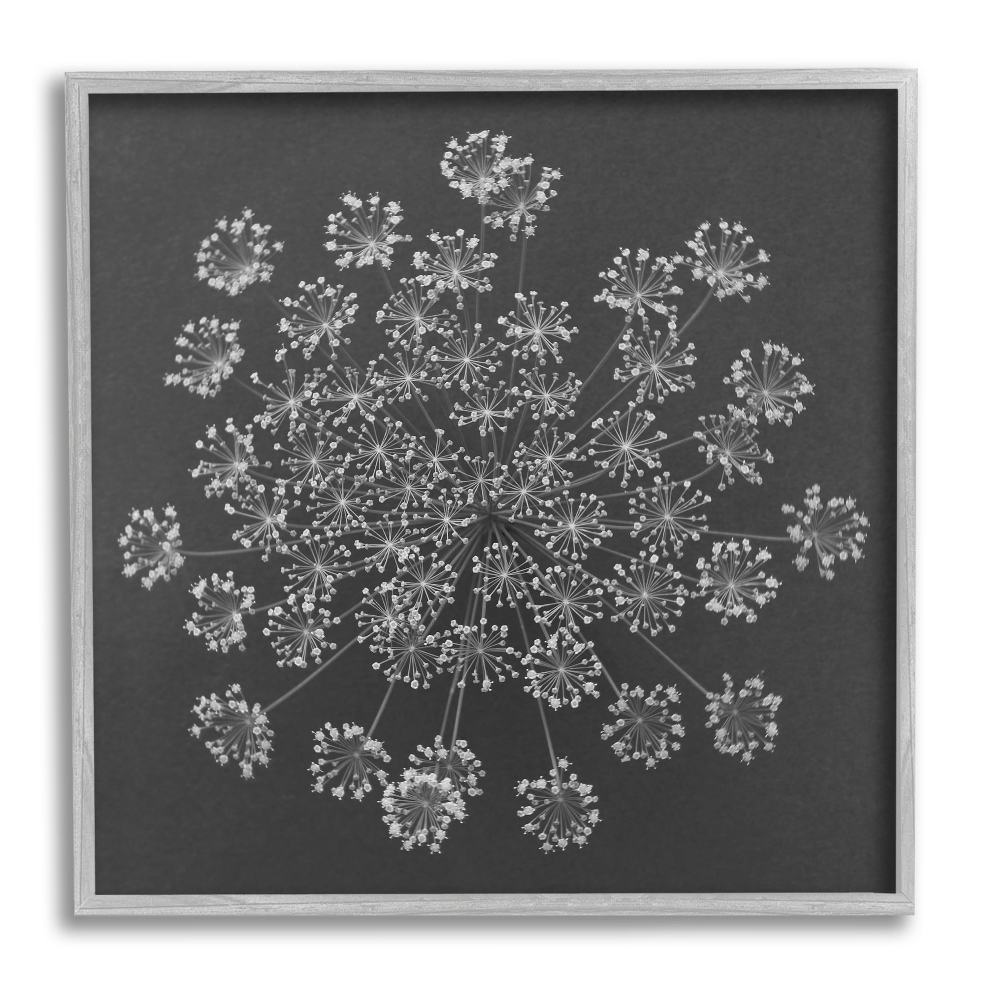 Stupell Industries Abstract Single Dandelion Flower Puff Above View Design Framed Wall Art, 12 x 12, Design by Barry Rosenthal