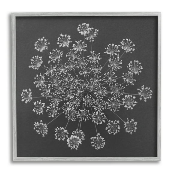 Stupell Industries Abstract Single Dandelion Flower Puff Above View Design Framed Wall Art, 24 x 24, Design by Barry Rosenthal
