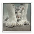 thumbnail image 1 of Stupell Industries Adorable Fuzzy Tiger Baby White Bengal With Mother Close Up , 17 x 17, Design by Collin Bogle, 1 of 5