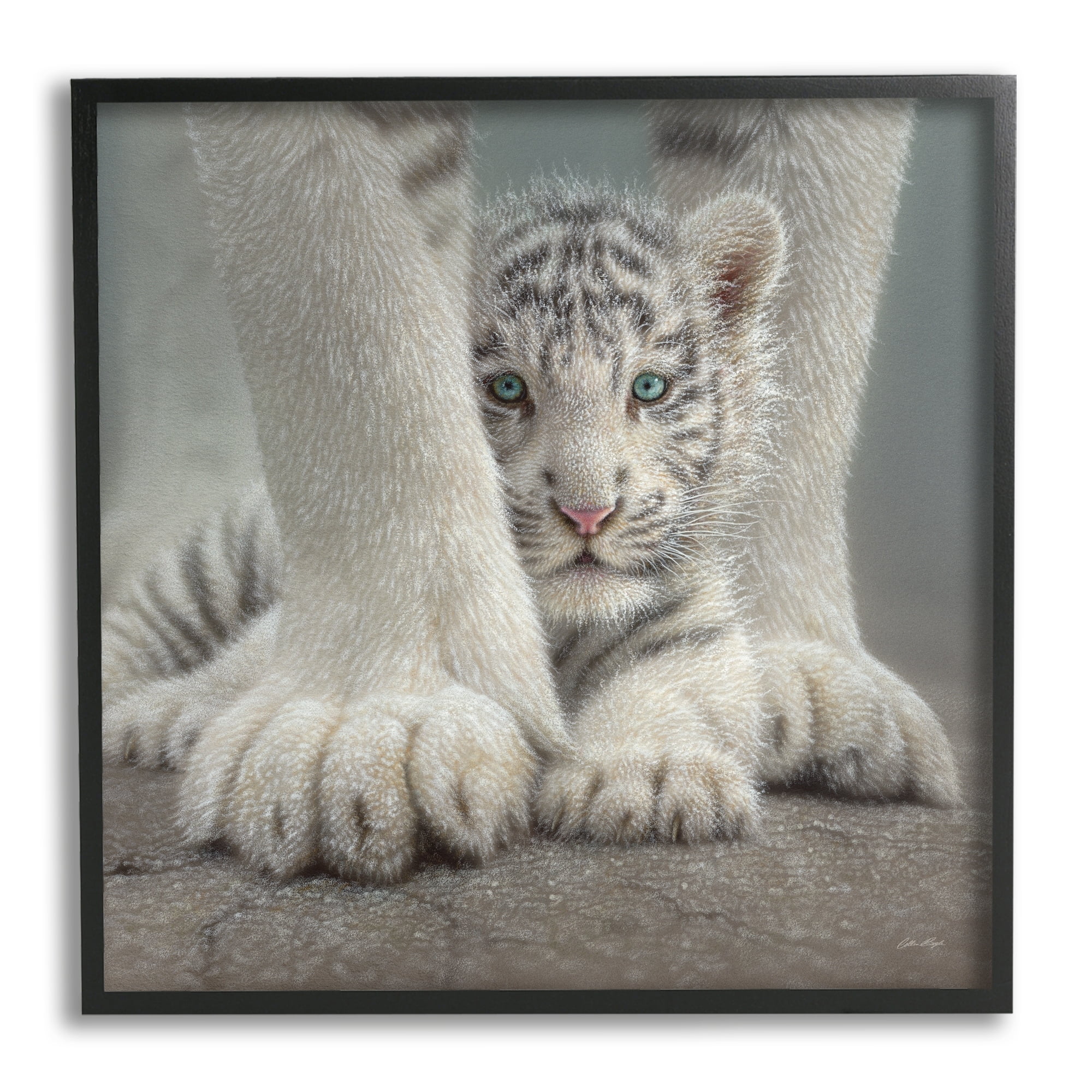 Stupell Industries Adorable Fuzzy Tiger Baby White Bengal With Mother Close Up , 24 x 24, Design by Collin Bogle