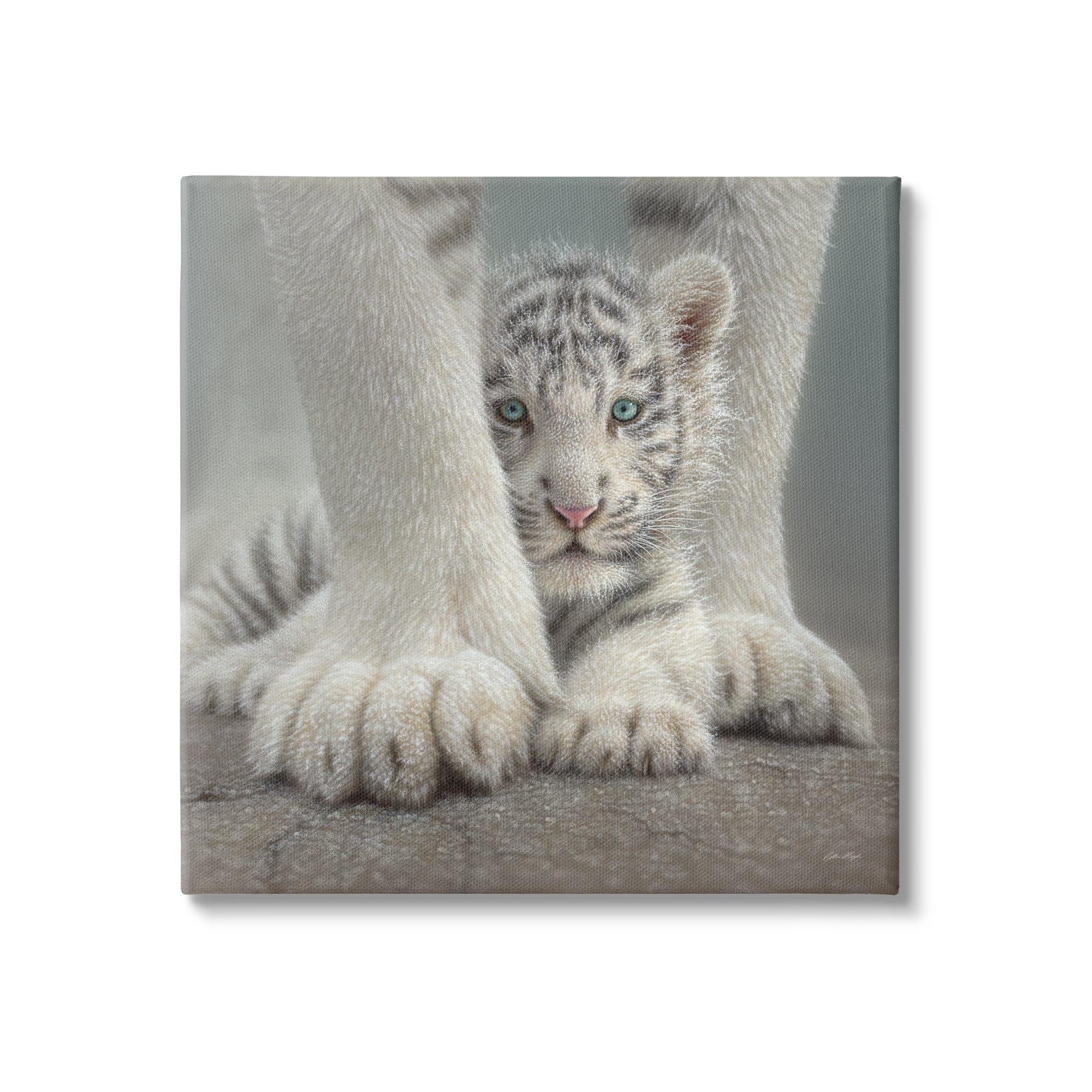 Stupell Industries Adorable Fuzzy Tiger Baby White Bengal With Mother Close Up , 36 x 36, Design by Collin Bogle